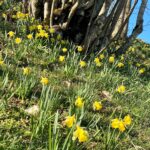 photo printanière avec jonquilles